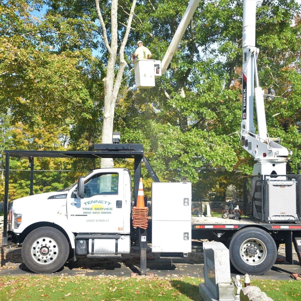 Professional Tree Service CT